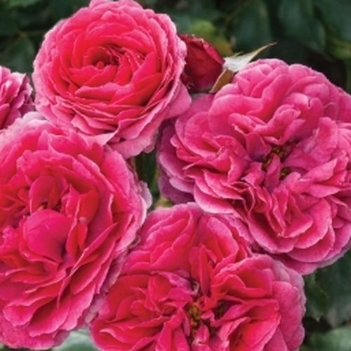 Donkerroze - floribunda roos